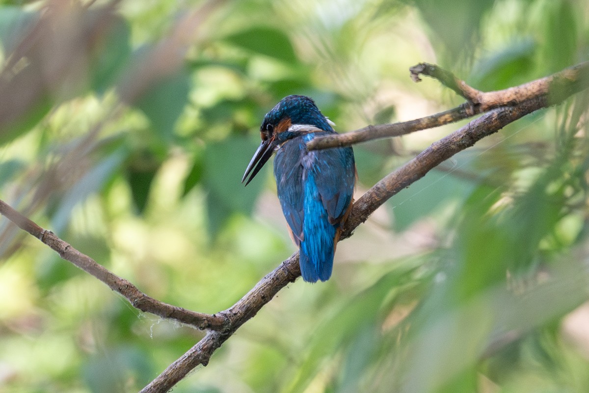 Common Kingfisher - ML638292605