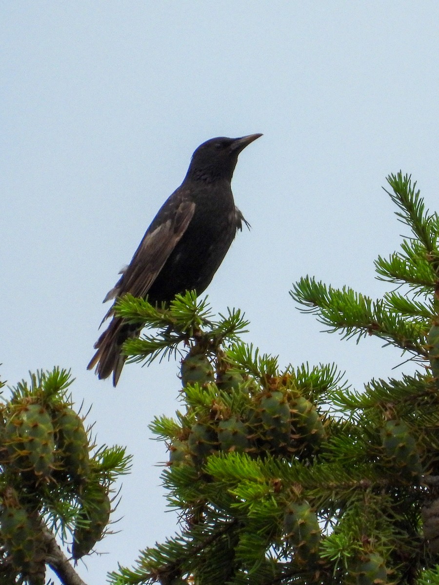 European Starling - ML638292616