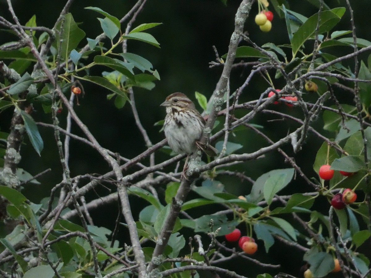 Song Sparrow - ML638292617