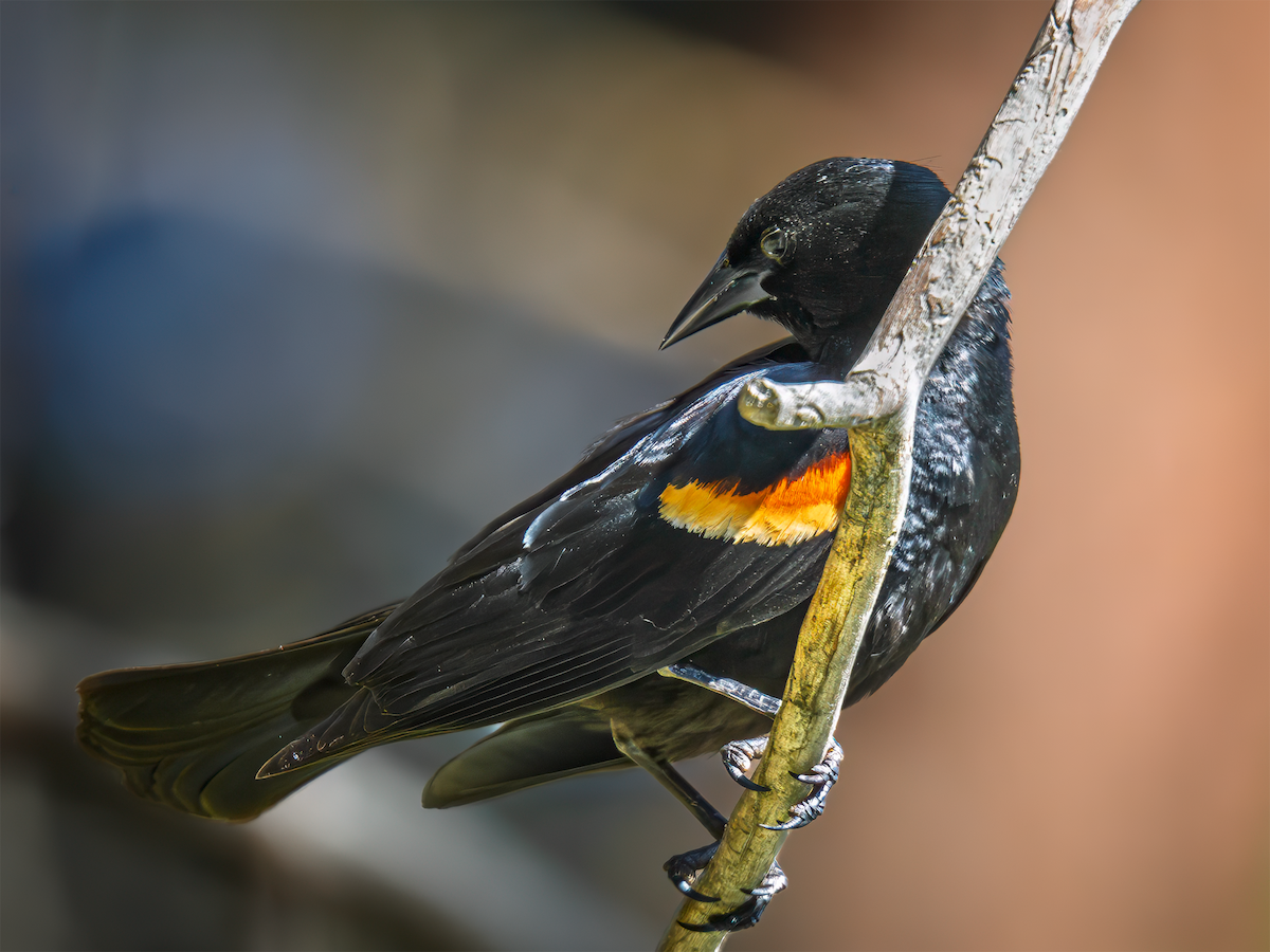 Red-winged Blackbird - ML638292618