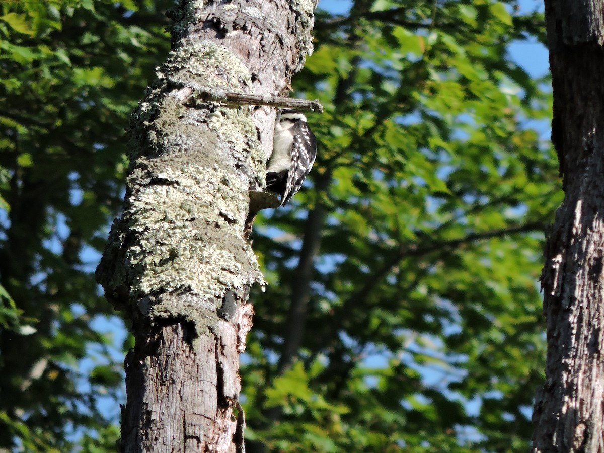 Hairy Woodpecker - ML638292621