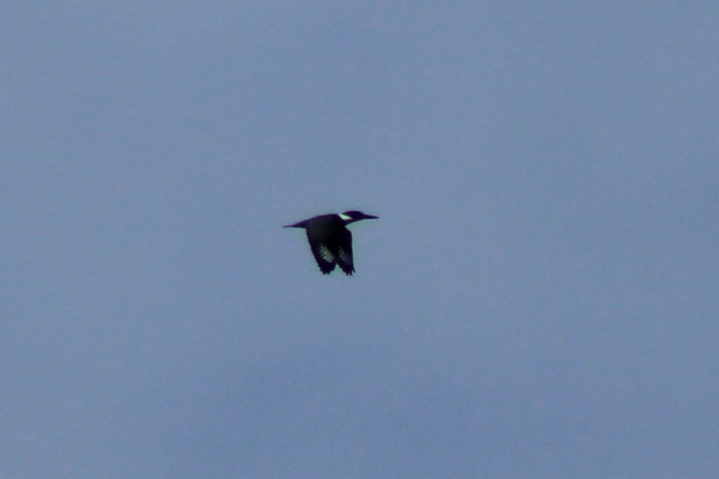 Belted Kingfisher - ML638292633