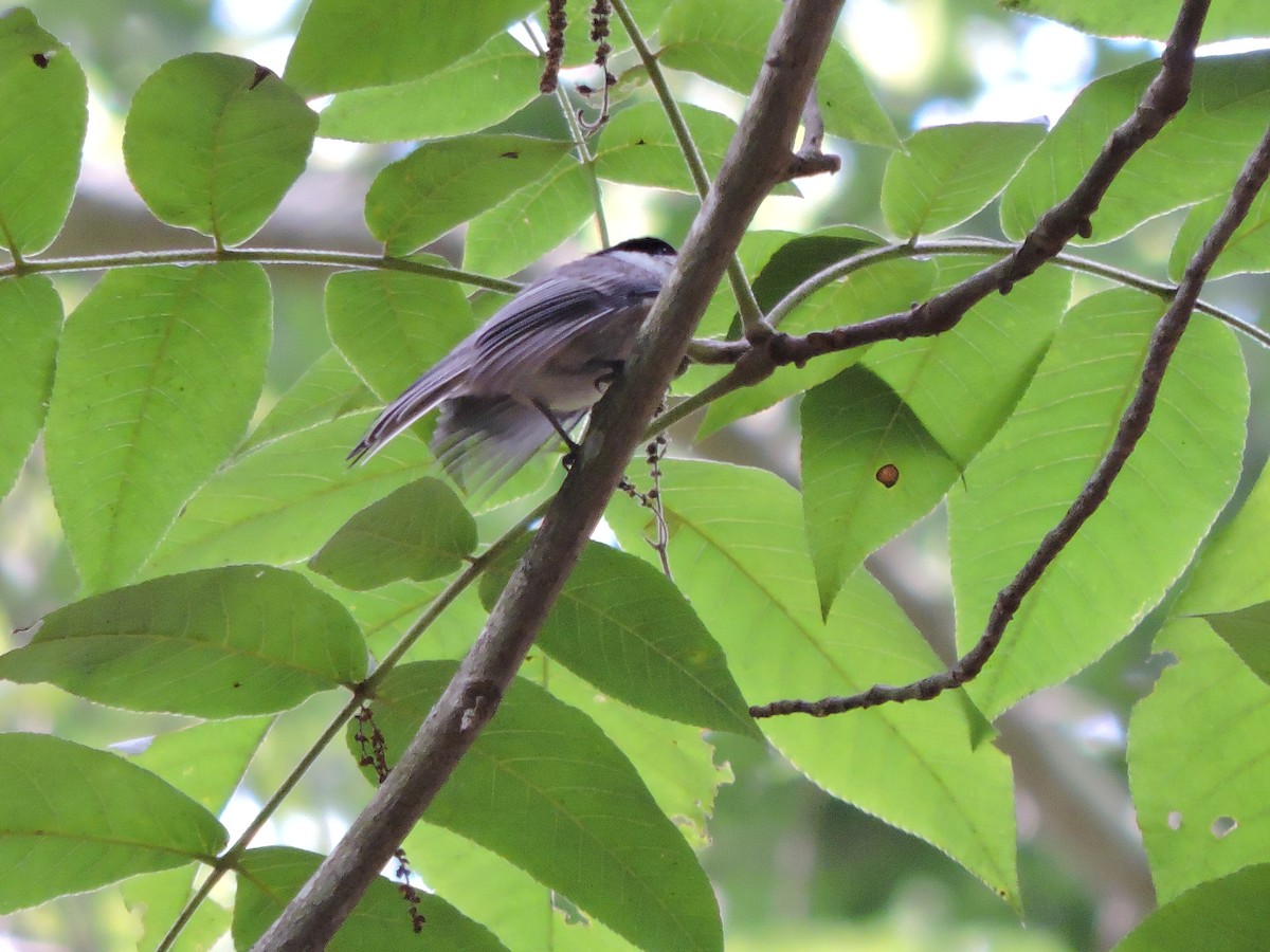 Black-capped Chickadee - ML638292636