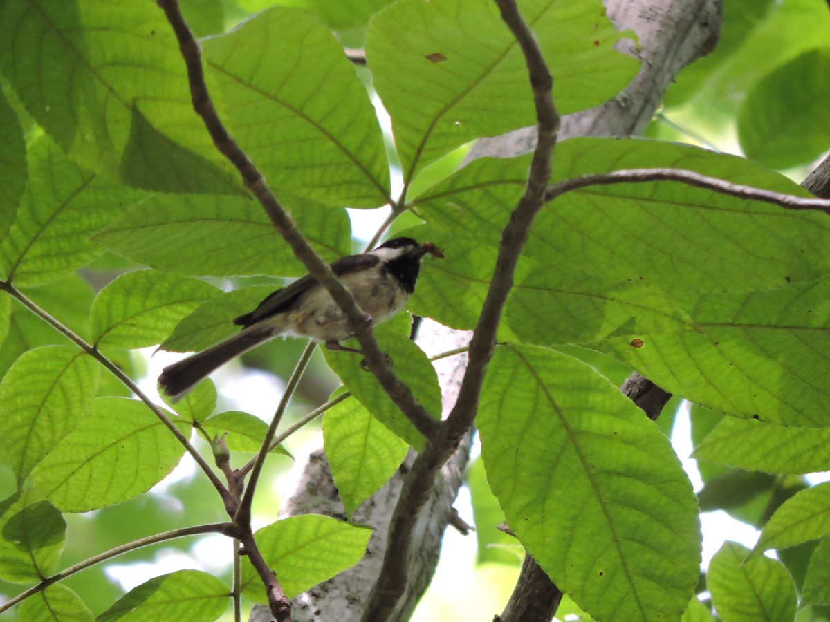 Black-capped Chickadee - ML638292640