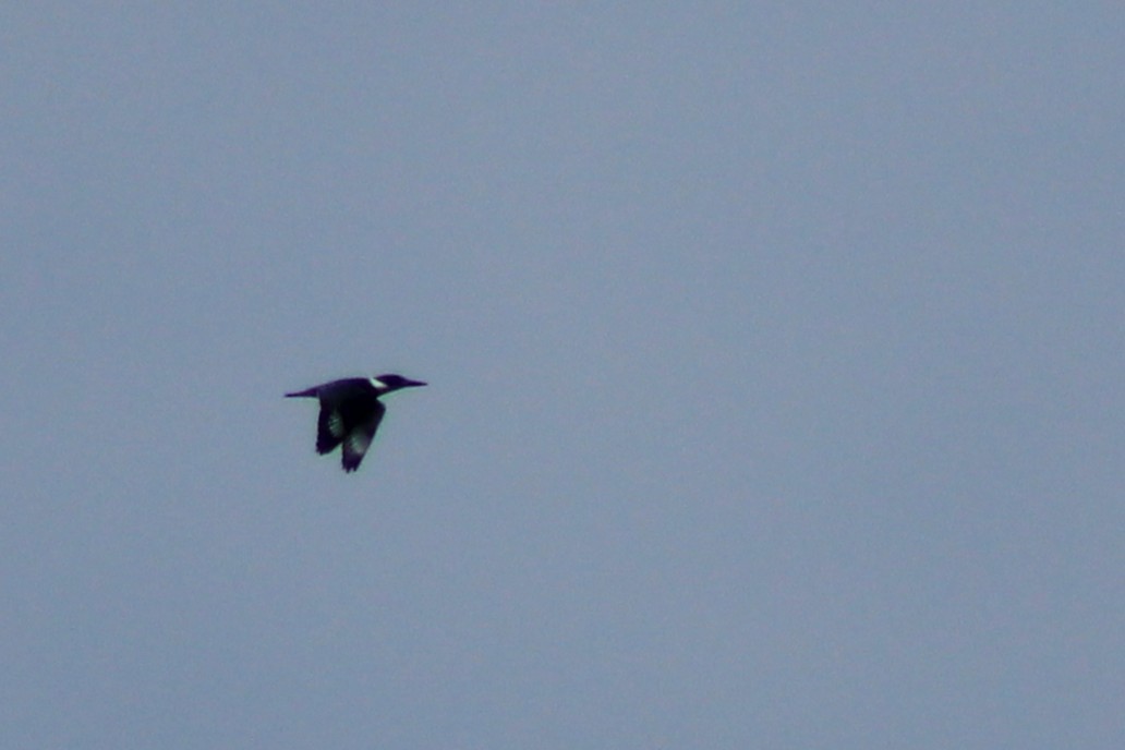 Belted Kingfisher - ML638292641