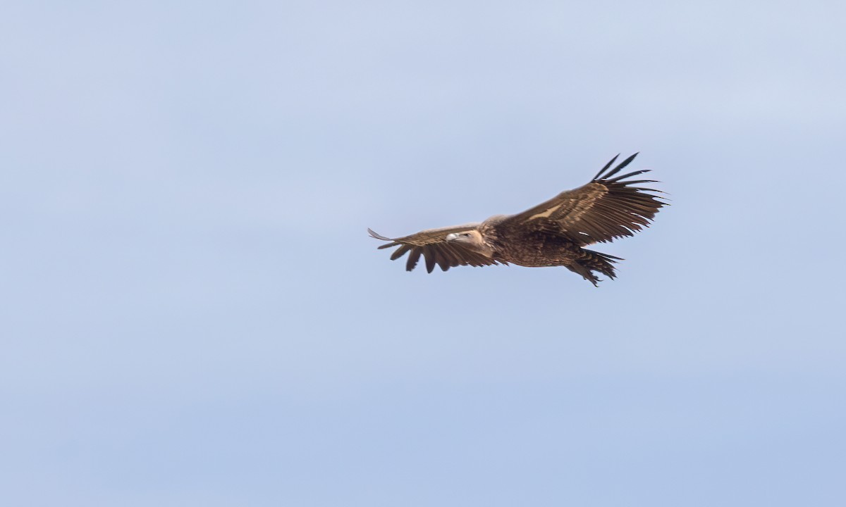 Rüppell's Griffon - ML638292648