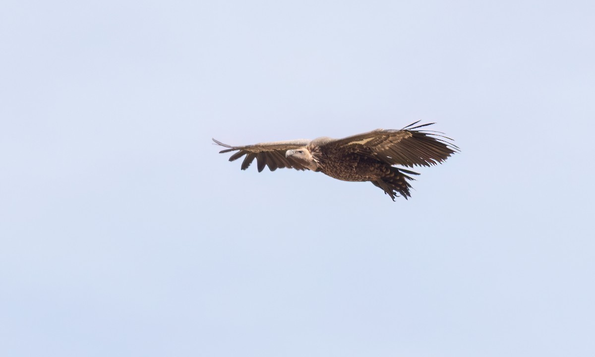 Rüppell's Griffon - ML638292649
