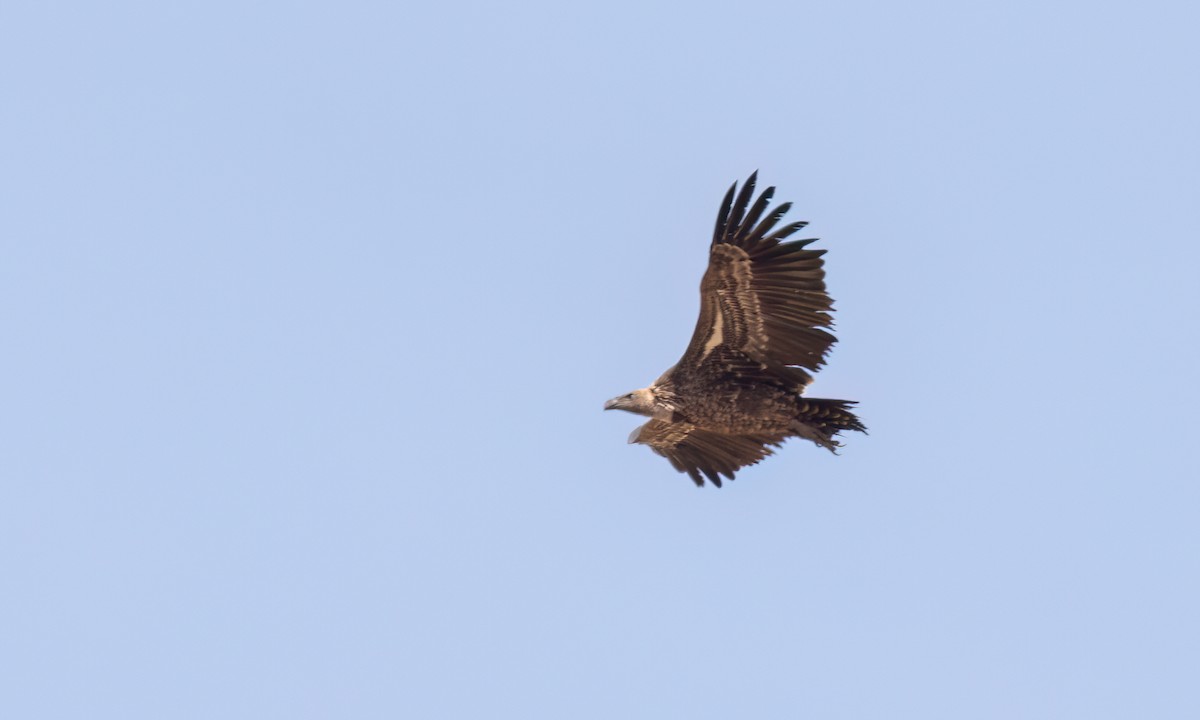 Rüppell's Griffon - ML638292650