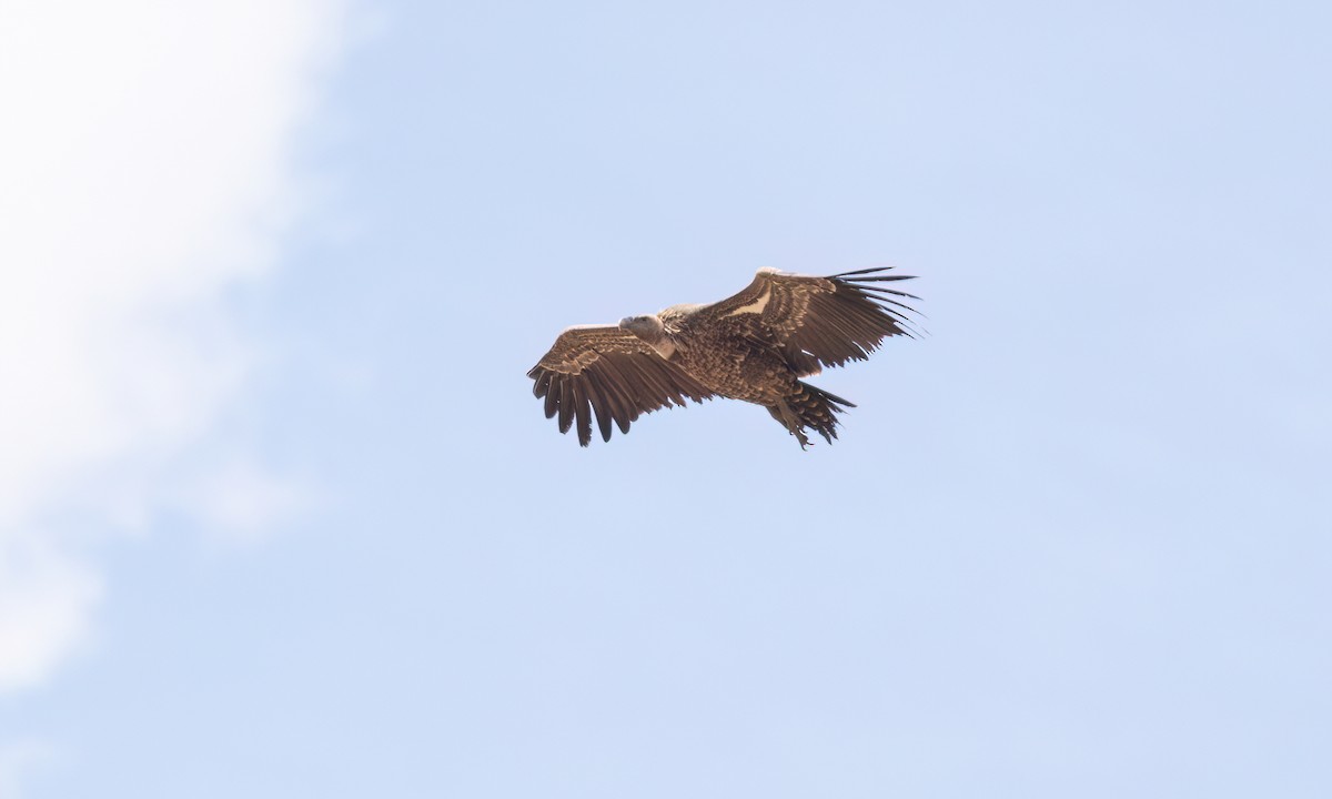 Rüppell's Griffon - ML638292651
