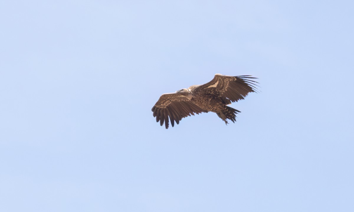 Rüppell's Griffon - ML638292652