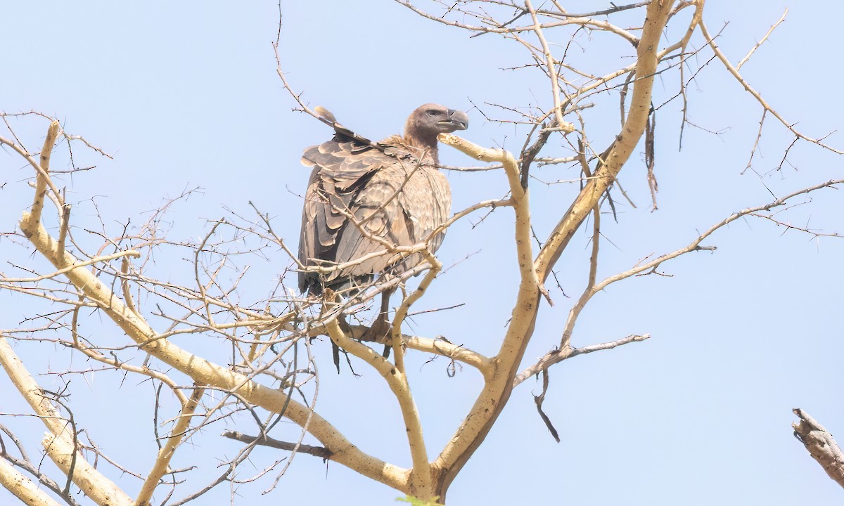 Rüppell's Griffon - ML638292654