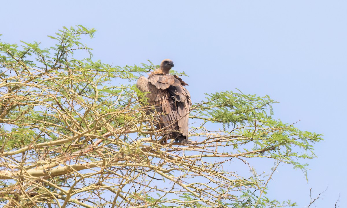 Rüppell's Griffon - ML638292655