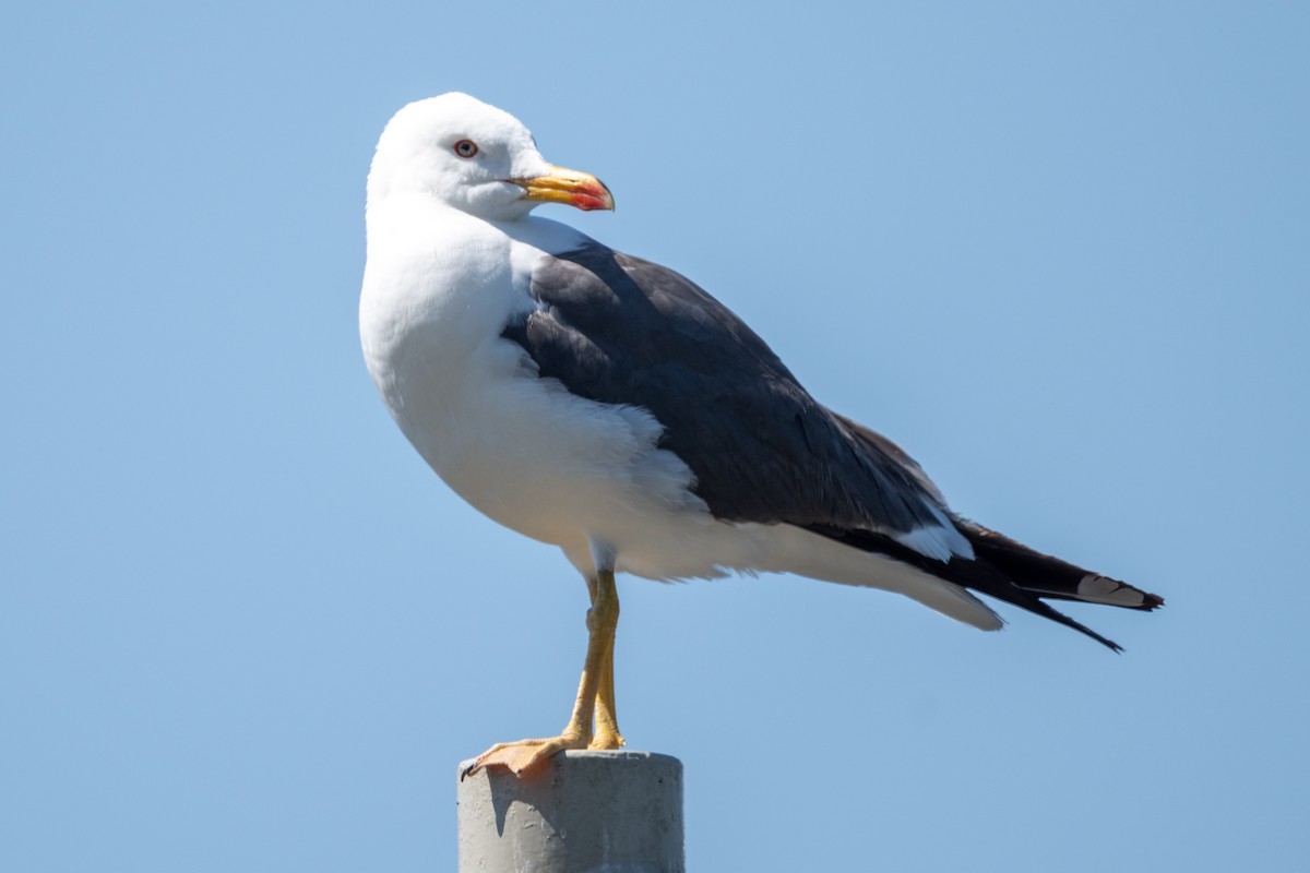 Lesser Black-backed Gull - ML638292657