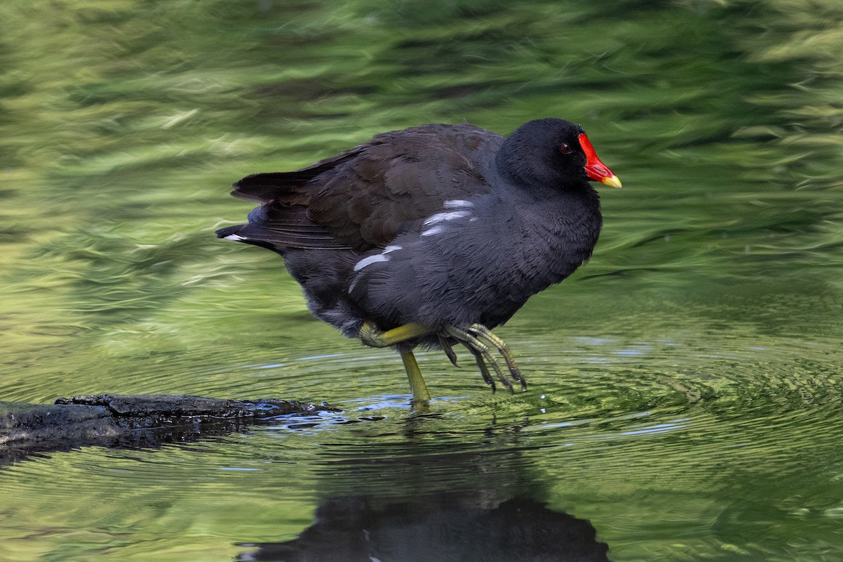 Eurasian Moorhen - ML638292659
