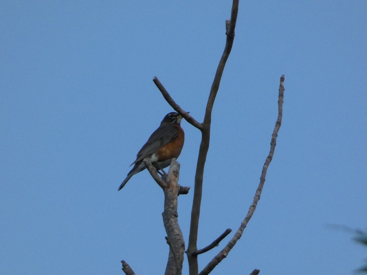 American Robin - ML638292663