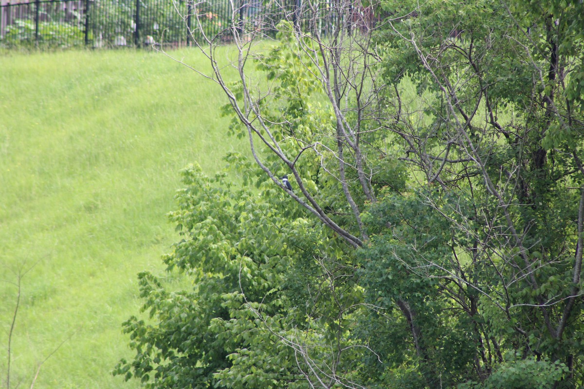 Belted Kingfisher - ML638292673