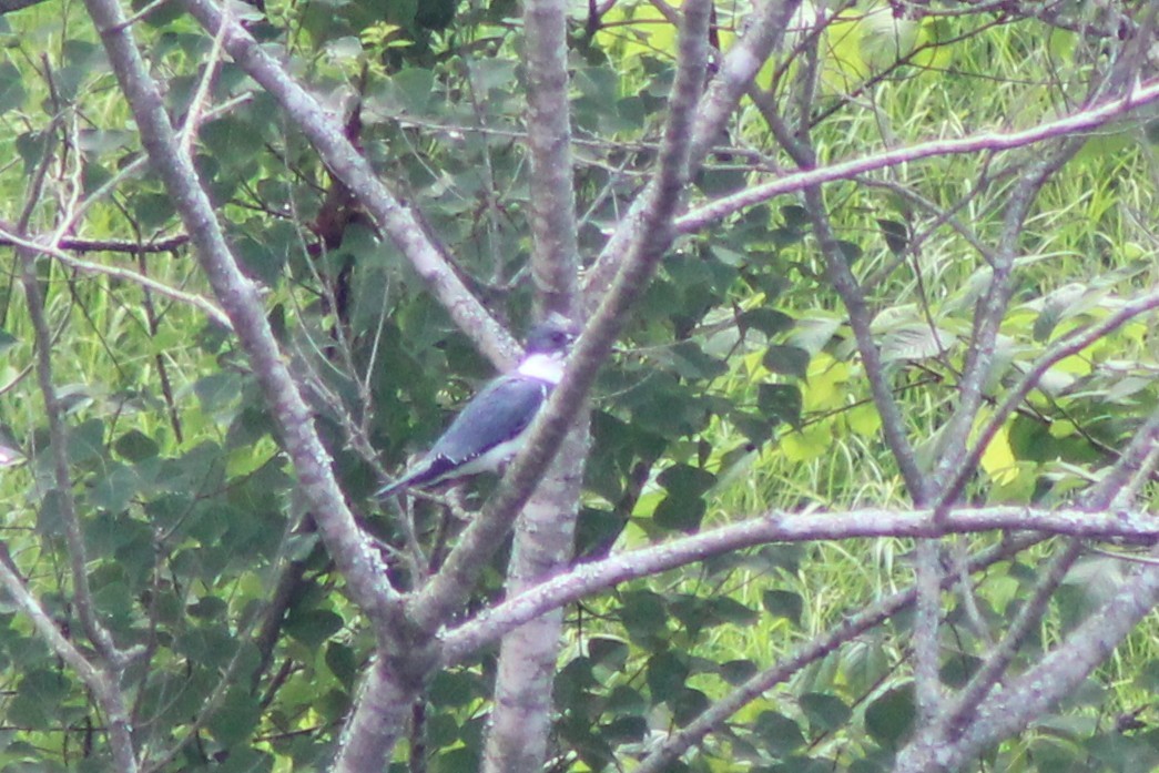 Belted Kingfisher - ML638292686