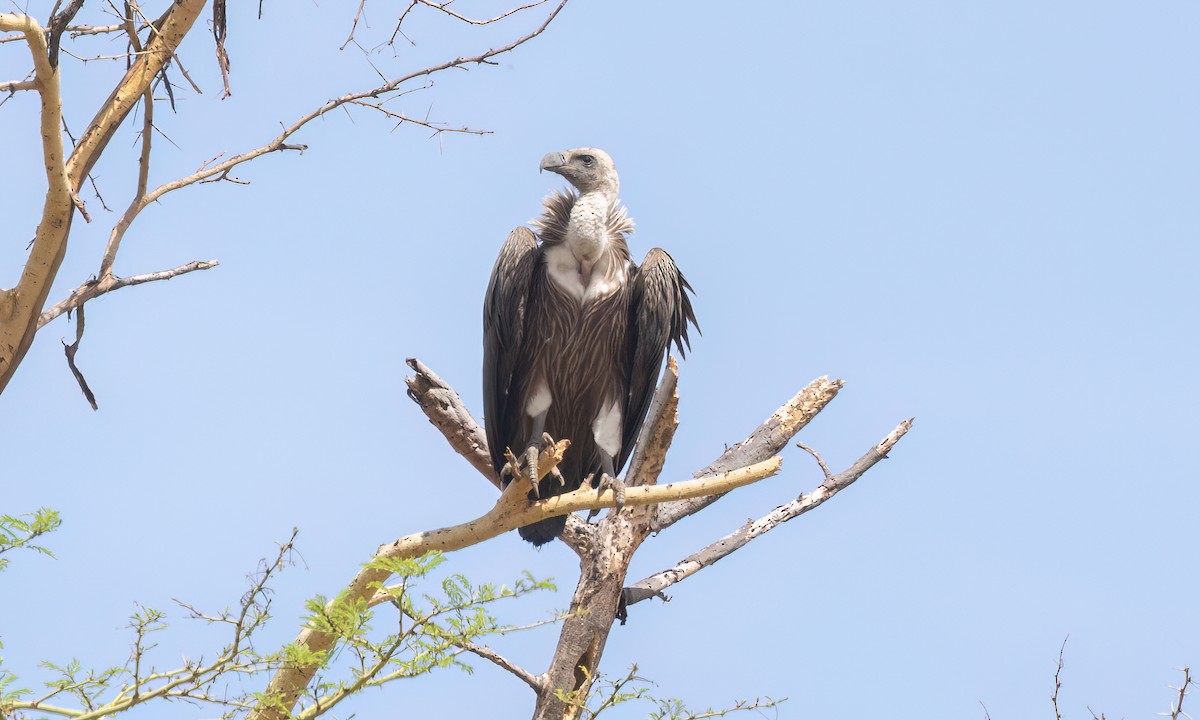 sup africký - ML638292689