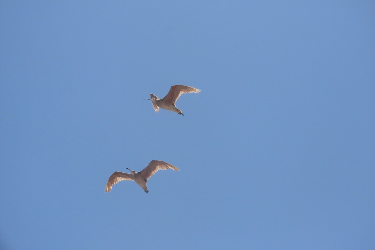 Long-billed Curlew - ML638292691