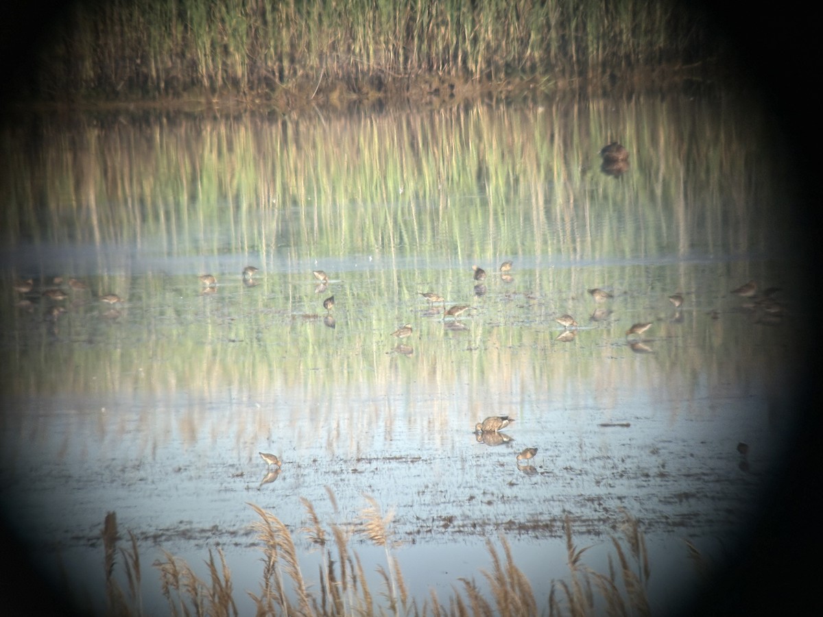 Short-billed Dowitcher - ML638292692