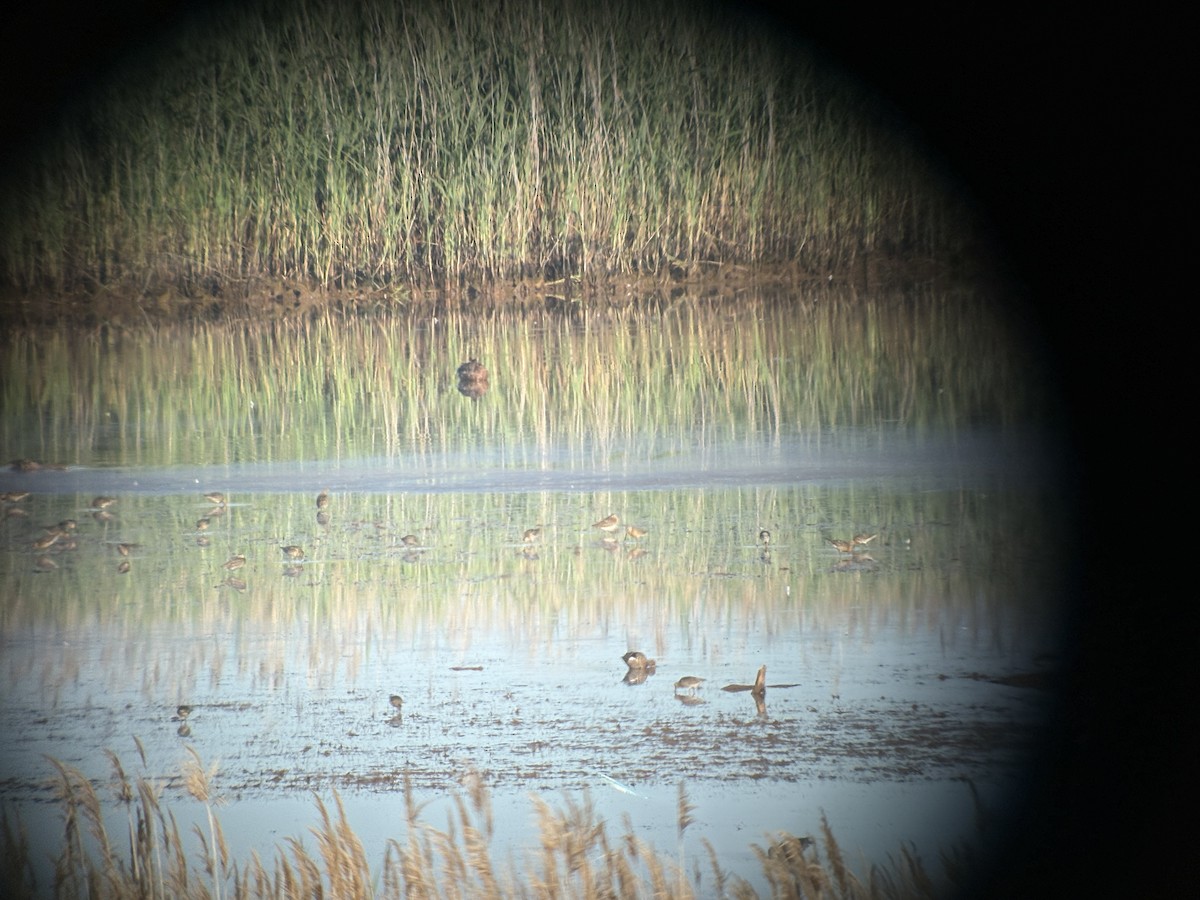 Short-billed Dowitcher - ML638292693