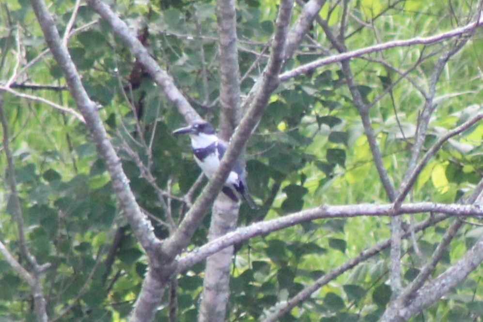 Belted Kingfisher - ML638292700