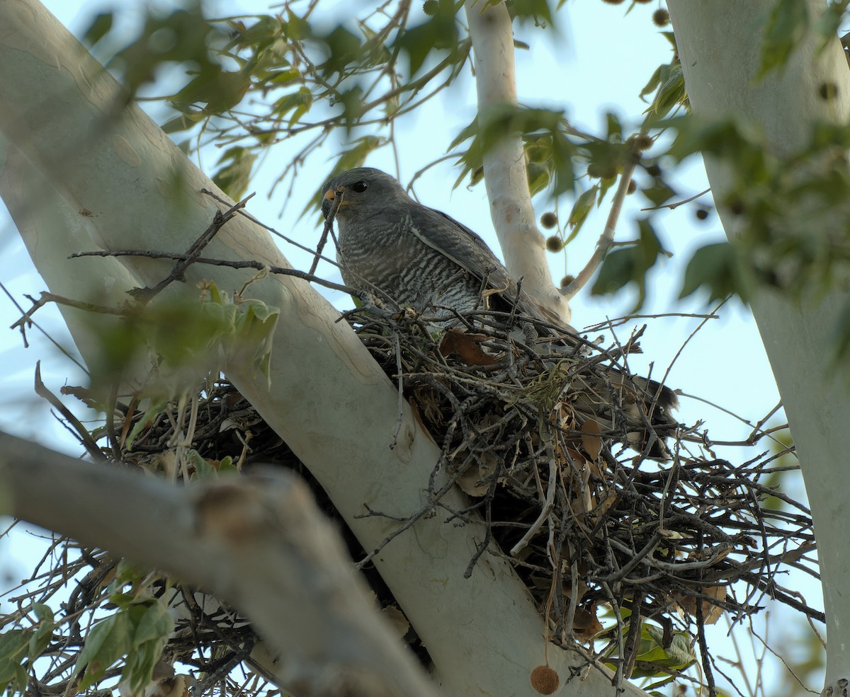 Gray Hawk - ML638292701