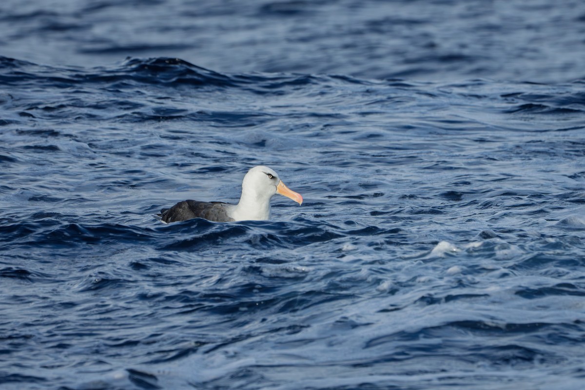 Black-browed Albatross (Campbell) - ML638292702