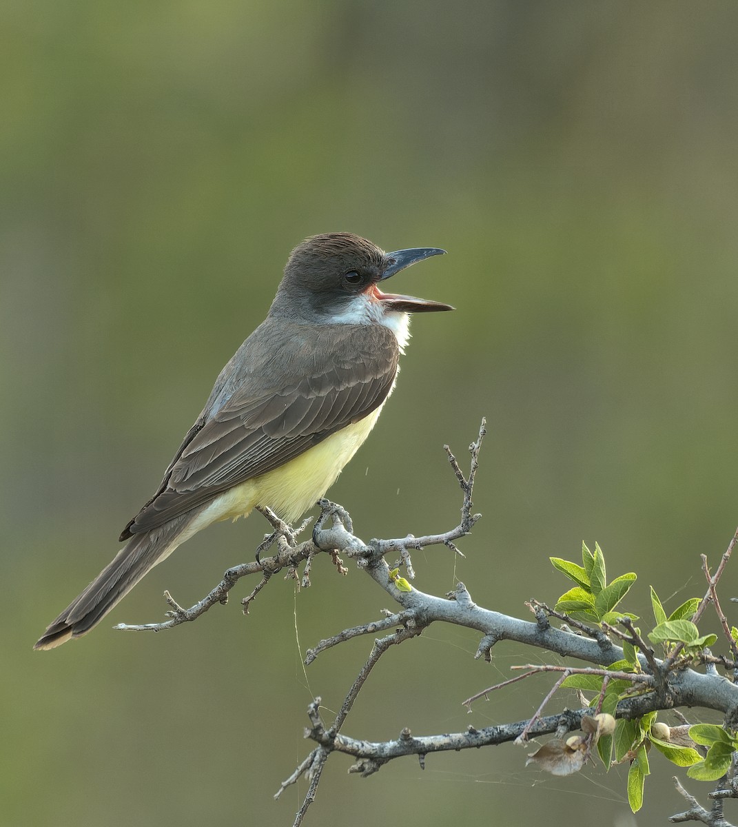 Thick-billed Kingbird - ML638292709