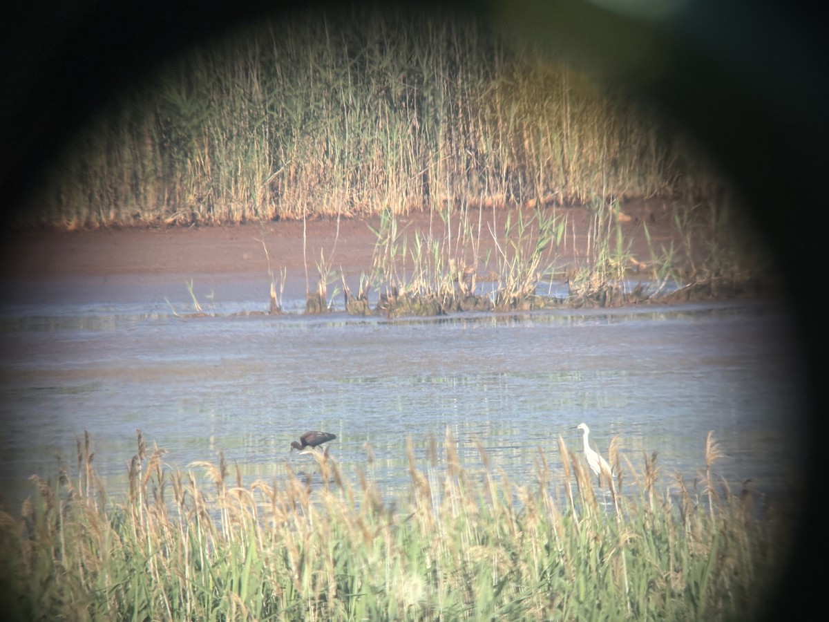 bronseibis - ML638292716