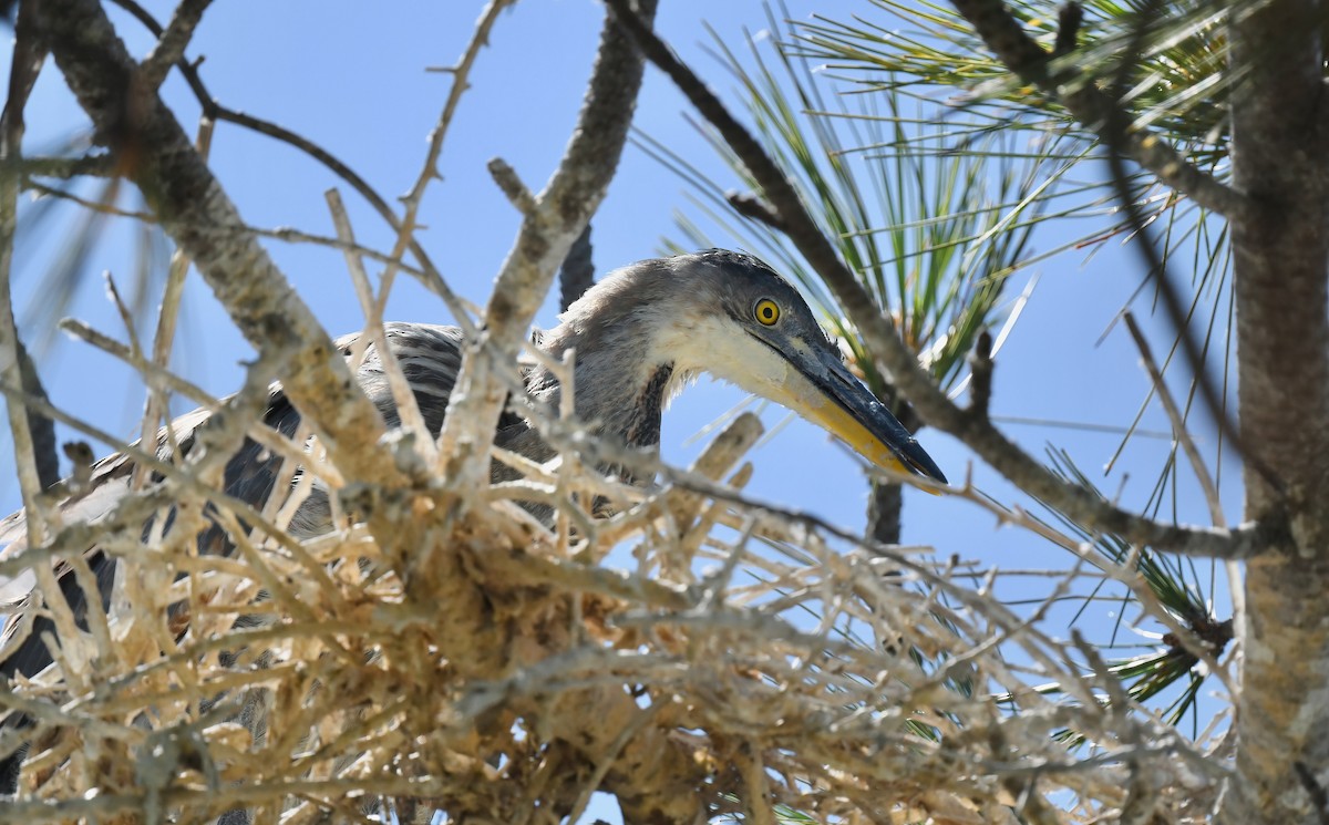 Great Blue Heron - ML638292719