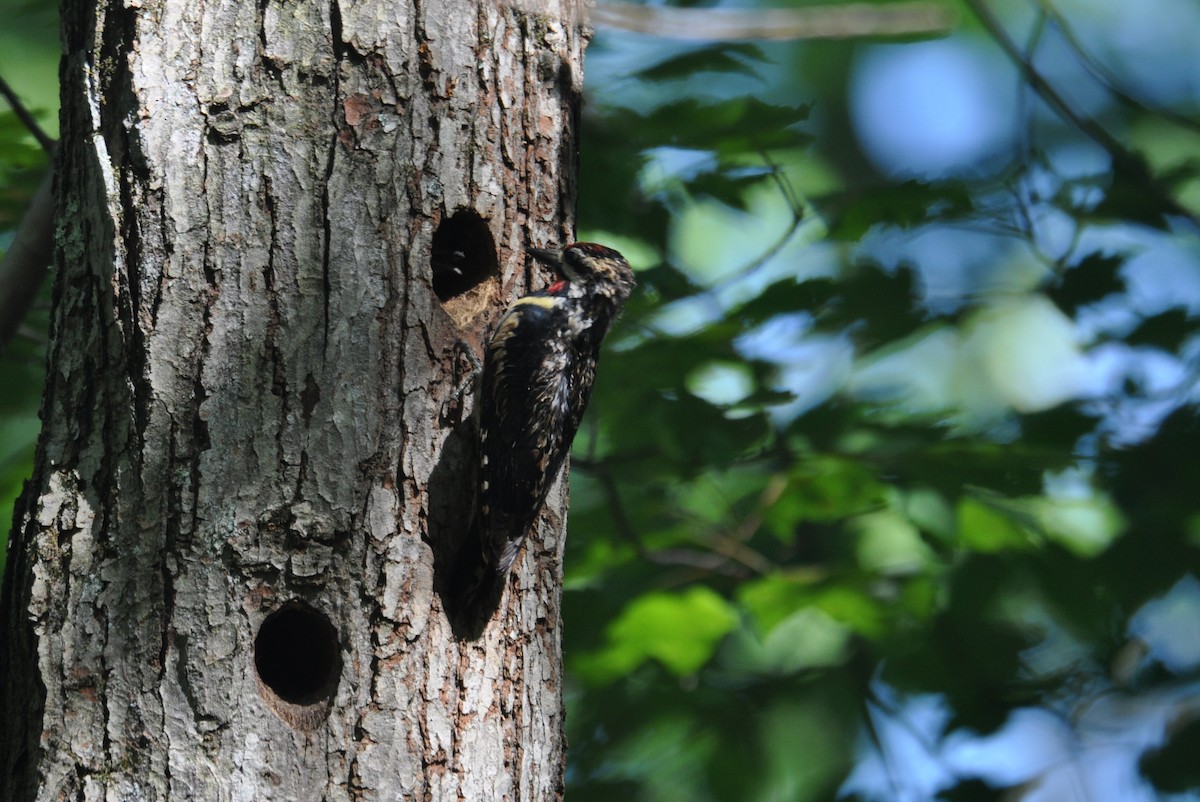 Yellow-bellied Sapsucker - ML638292724