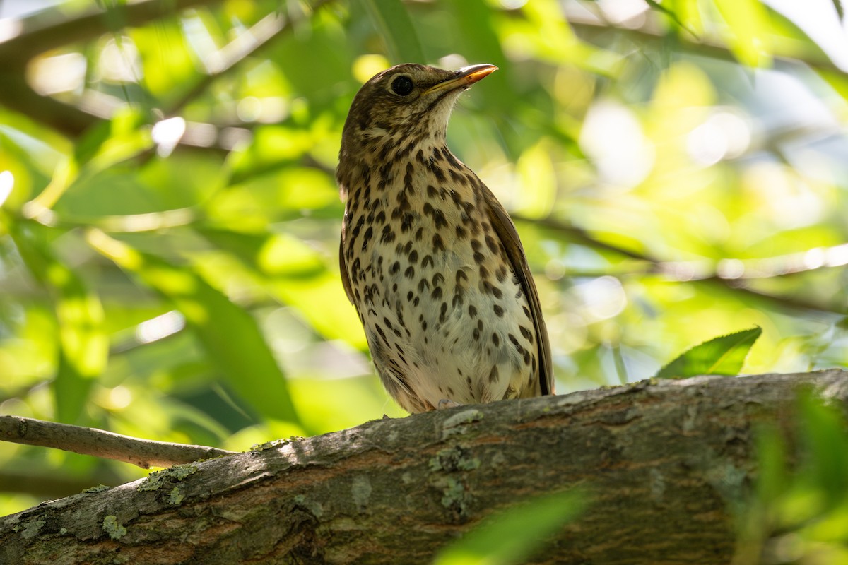 Song Thrush - ML638292727