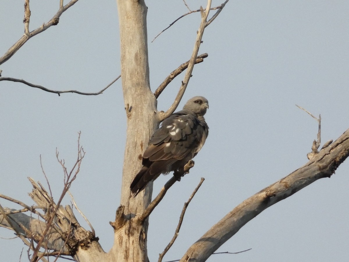 Mississippi Kite - ML638292731