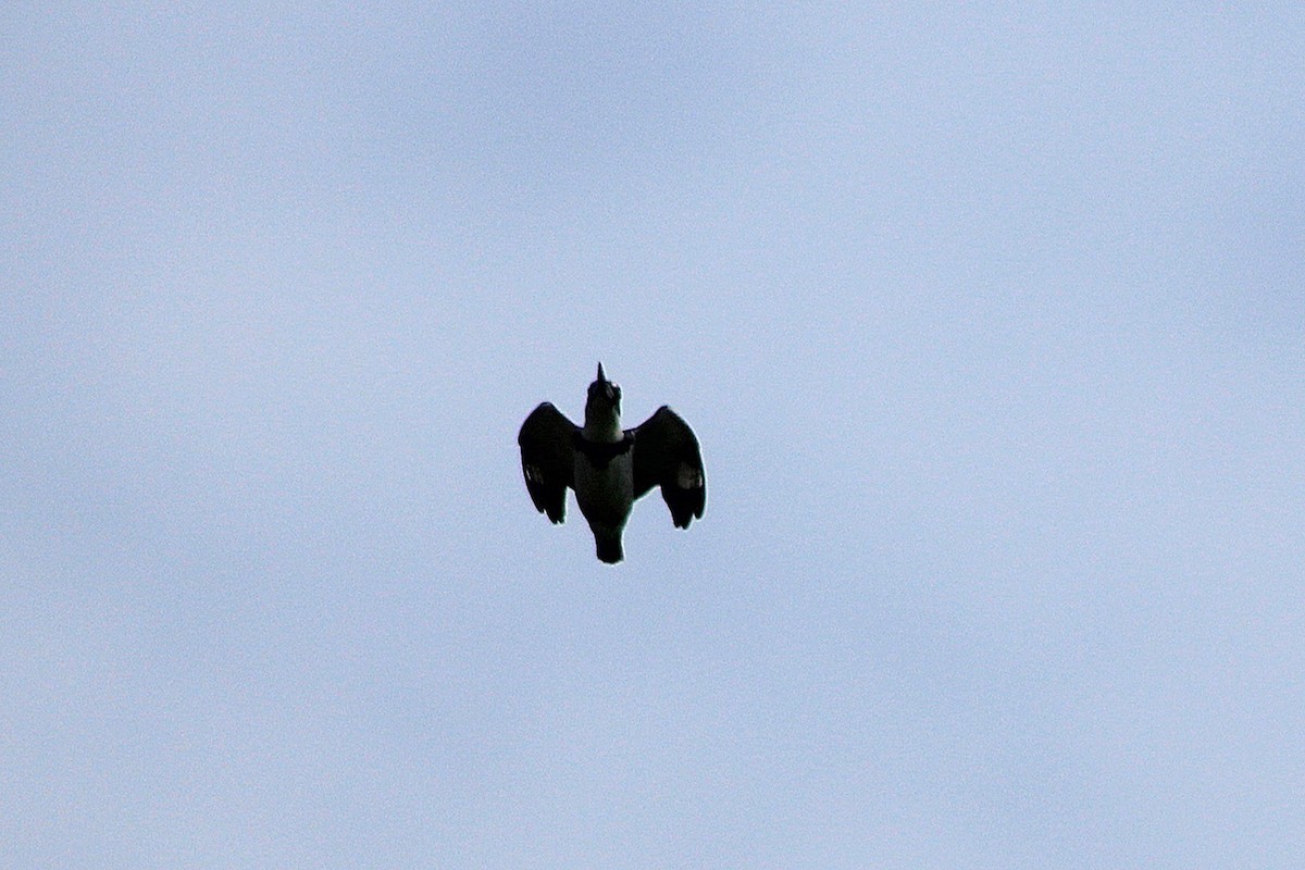 Belted Kingfisher - ML638292733