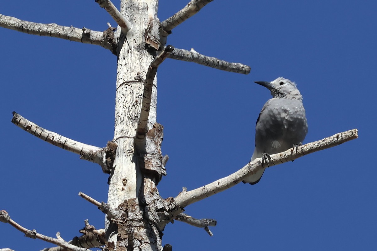 Clark's Nutcracker - ML638292741