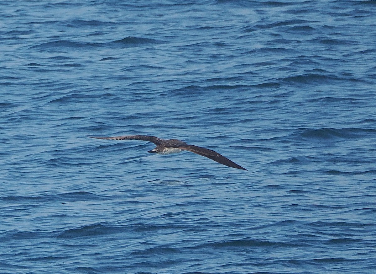 Cory's Shearwater - ML638292747