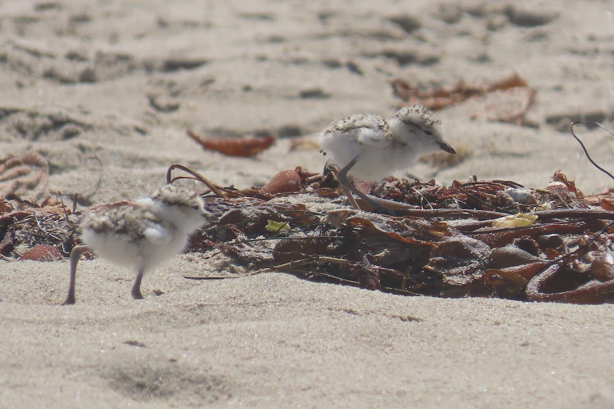 Snowy Plover - ML638292749