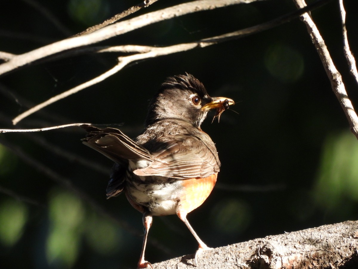 American Robin - ML638292750