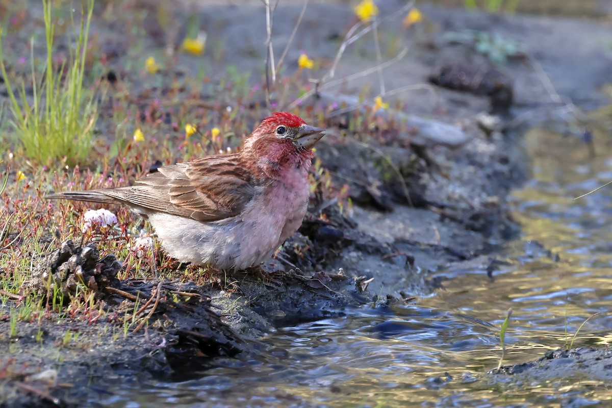 Cassin's Finch - ML638292751