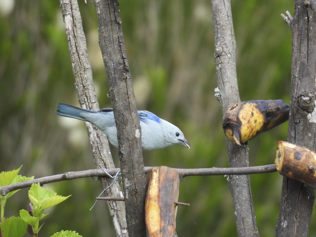 Blue-gray Tanager - ML638292752