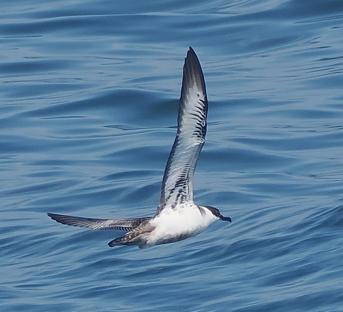 Puffin majeur - ML638292755