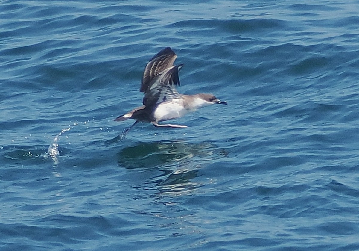 Puffin majeur - ML638292756