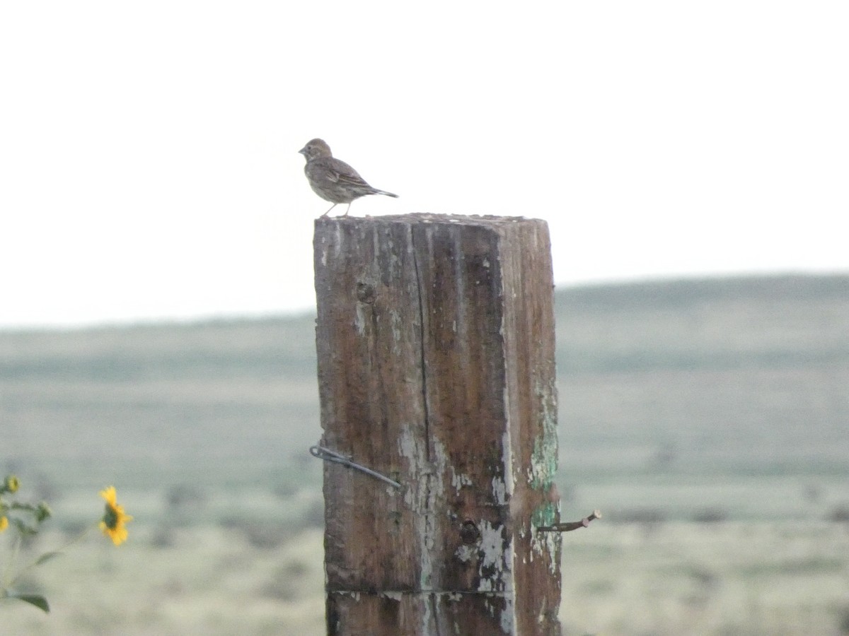Lark Bunting - ML638292759