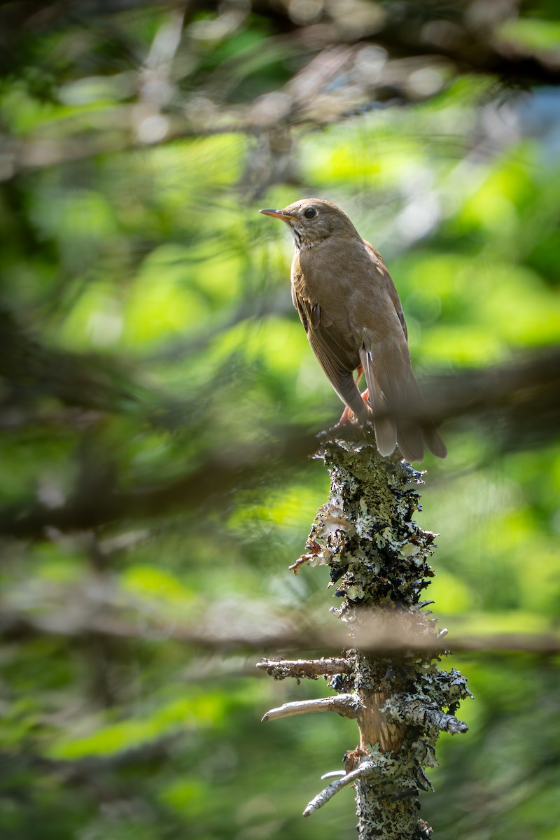 Bicknell's Thrush - ML638292765