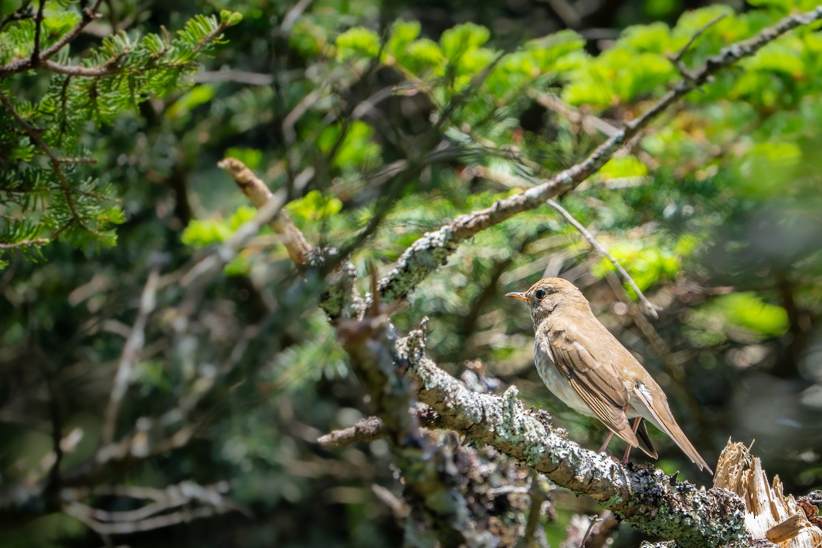 Bicknell's Thrush - ML638292766