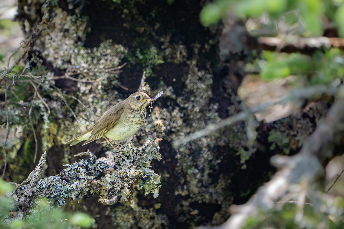 Bicknell's Thrush - ML638292767