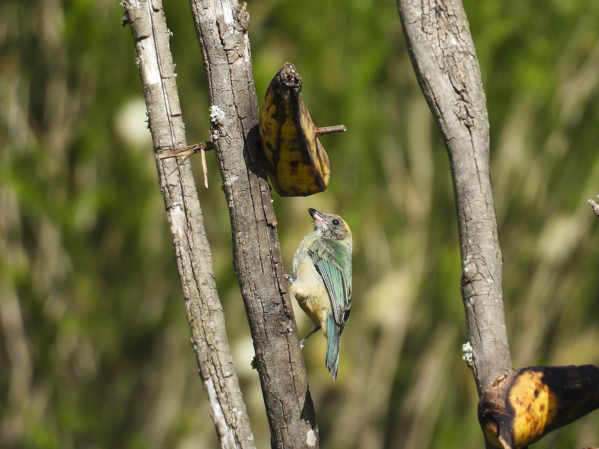 Scrub Tanager - ML638292769