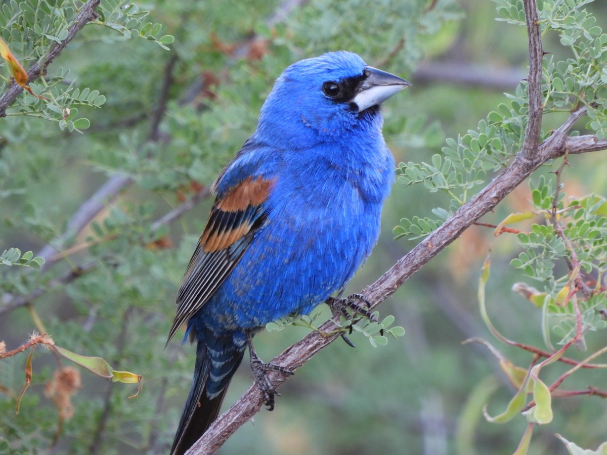 Blue Grosbeak - ML638292770