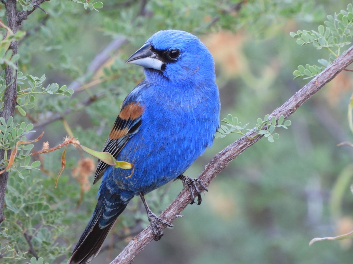 Blue Grosbeak - ML638292772
